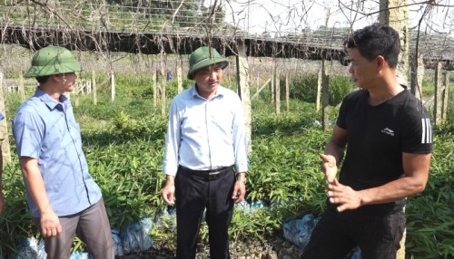 Phó Chủ tịch UBND xổ số trực tuyến miền trung
 kiểm tra vườn ươm cây Lá Giang xã Đồng Tâm