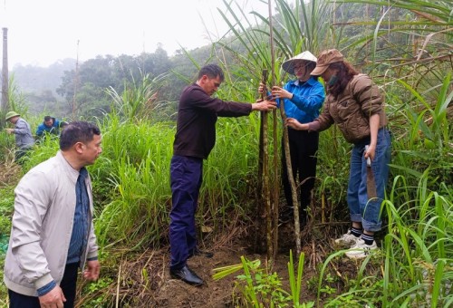 Thị trấn Việt Quang tổ chức Lễ phát động Tết trồng cây năm 2024